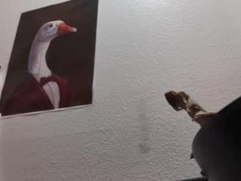 rndmzd webcam chaturbate model stream image