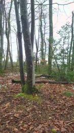 Legtiste webcam model stream image