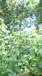 Clark_Jhonz webcam model stream image