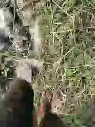 ThethunderPo webcam model stream image