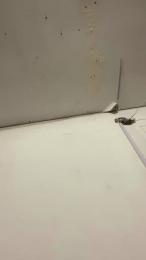 Chulita22 webcam model stream image