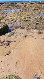 pregnanhot webcam model stream image