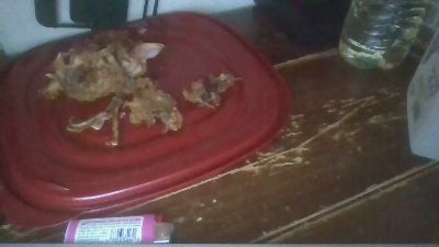 Silkworm_Piper webcam model stream image