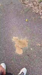 ALEXRED86 webcam model stream image