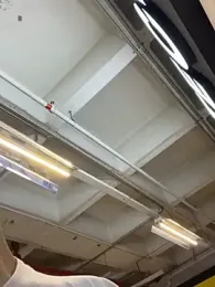 IM_DAREN webcam stripchat model stream image