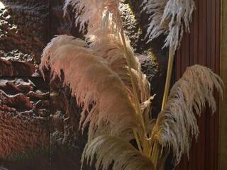 Ema Malkova webcam model stream image