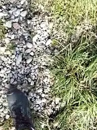 pegaso369 webcam model stream image