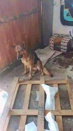 carolvxxx webcam cam4 model stream image