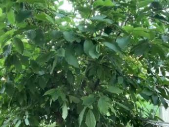 patry333 chaturbate stream image