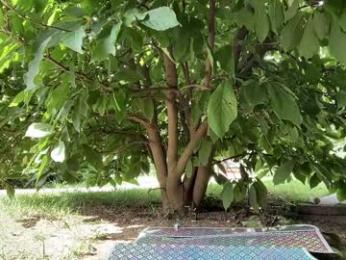 patry333 chaturbate stream image